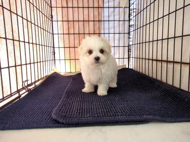 マルチーズ    (メス) №１３