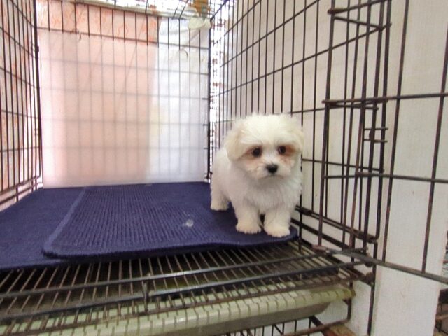 〇　マルチーズ    (オス) №８