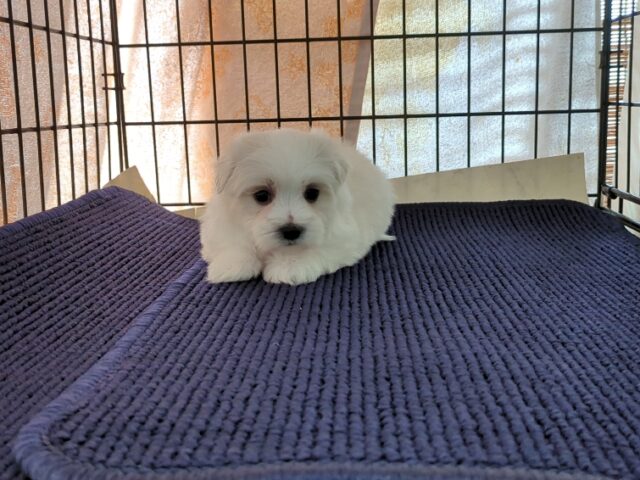 マルチーズ    (オス) №９