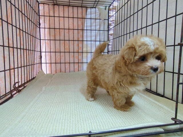 ミックス犬    (マルプーメス) №１４　