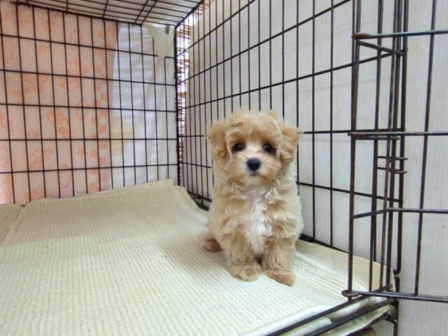 ミックス犬    (マルプーメス) №１５　