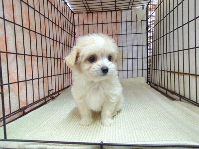 ミックス犬    (チワマル　メス) №１６　