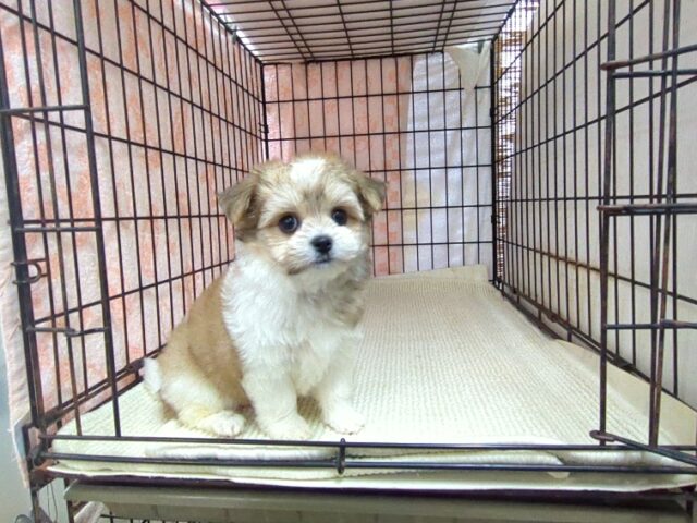 ミックス犬    (チワマル　メス) №１７　