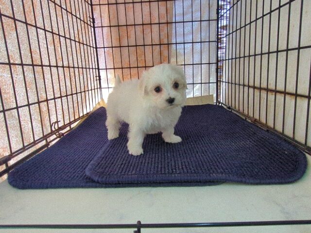 マルチーズ    (メス) №１２