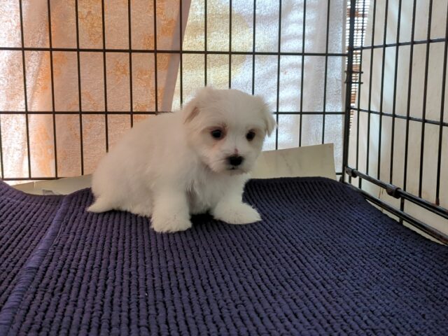 マルチーズ    (オス) №８