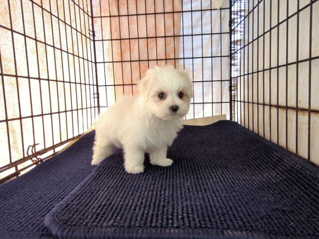 マルチーズ    (メス) №１３