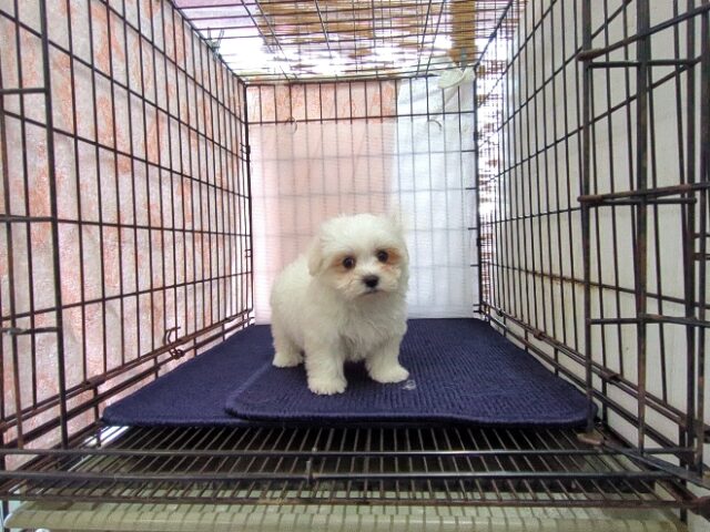 〇　マルチーズ    (オス) №８