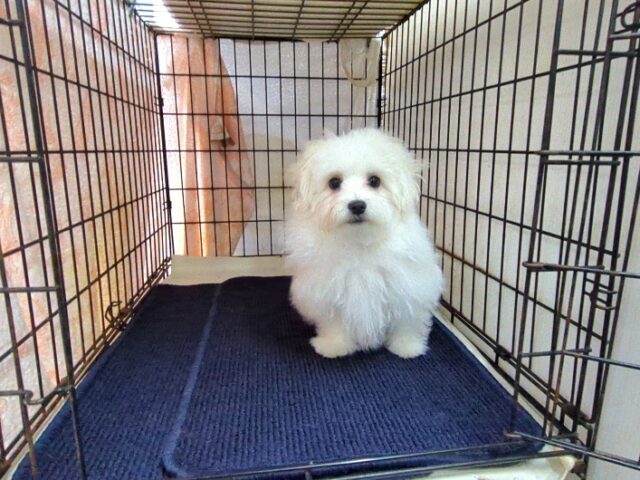 マルチーズ    (オス) №１９　　