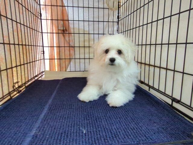 マルチーズ    (オス) №１９　　