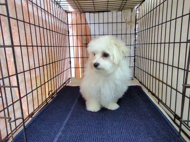 マルチーズ    (オス) №１９　　