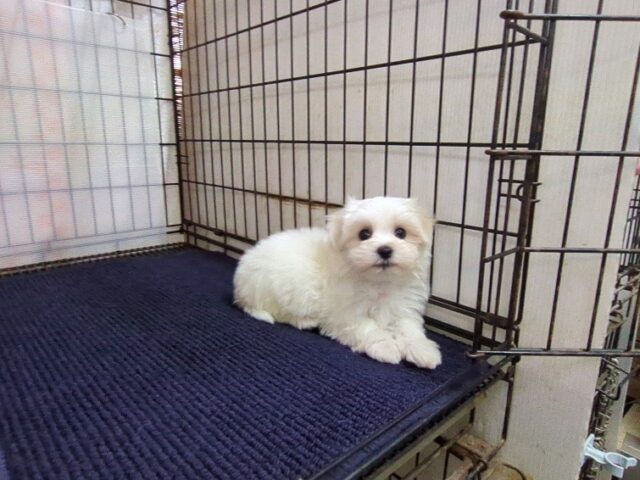 〇マルチーズ    (オス) №１０