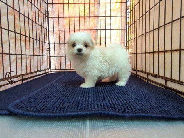 マルチーズ    (オス) №１９　　【早期割引有り】