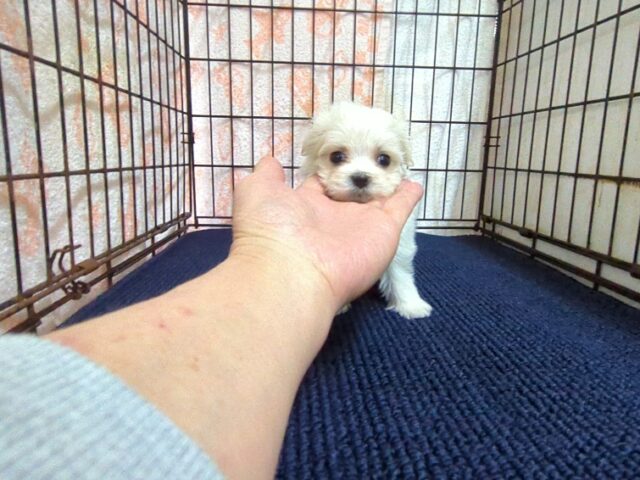 マルチーズ    (メス) №２１　　【早期割引有り】