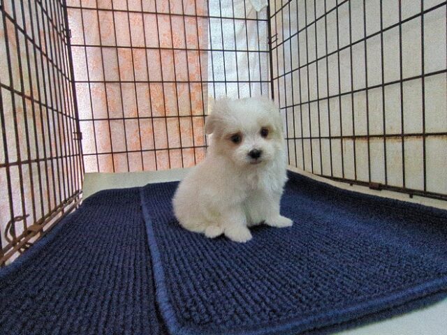 マルチーズ    (オス) №２０　　【早期割引有り】