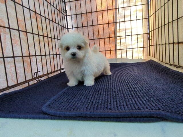 マルチーズ    (メス) №２２　　【早期割引有り】