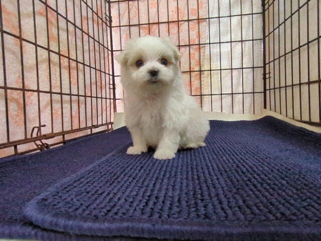 マルチーズ    (メス) №２３　　【早期割引有り】