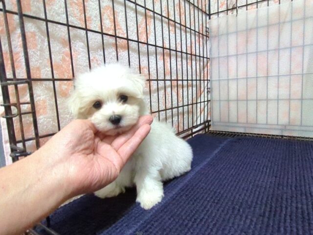 〇　マルチーズ    (オス) №１１