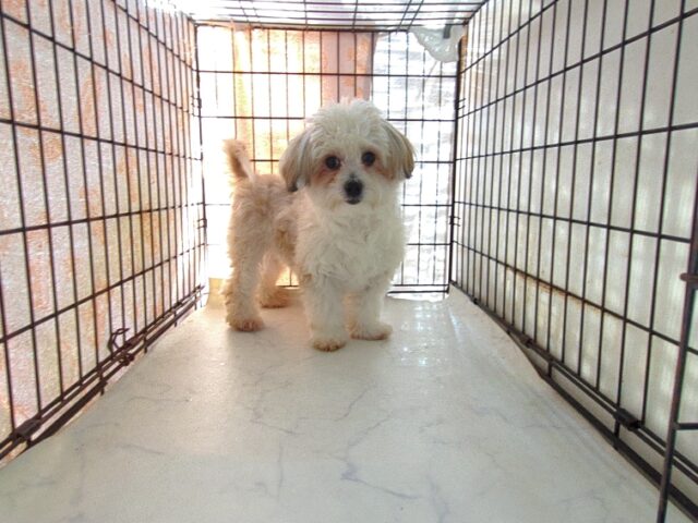 ミックス犬    (チワマル オス) №６９　　　　　　　　　　　【最終特別価格】