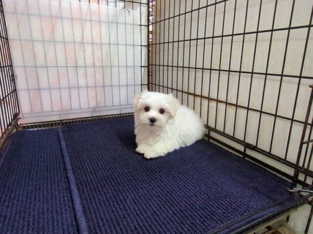 〇マルチーズ    (オス) №１０