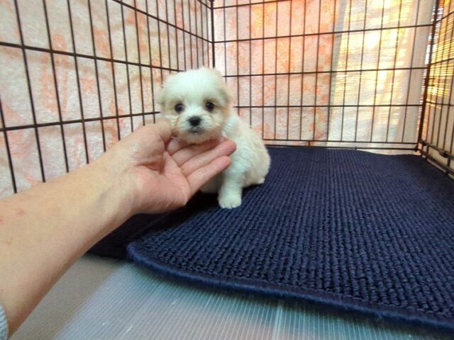 マルチーズ    (オス) №１９　　【早期割引有り】