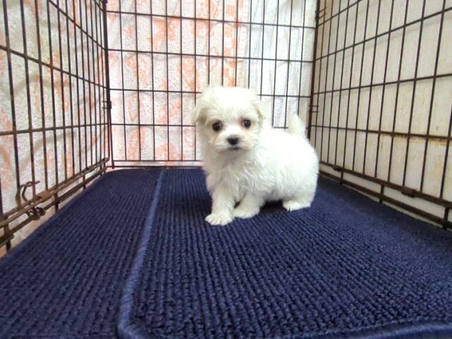 マルチーズ    (メス) №２１　　【早期割引有り】