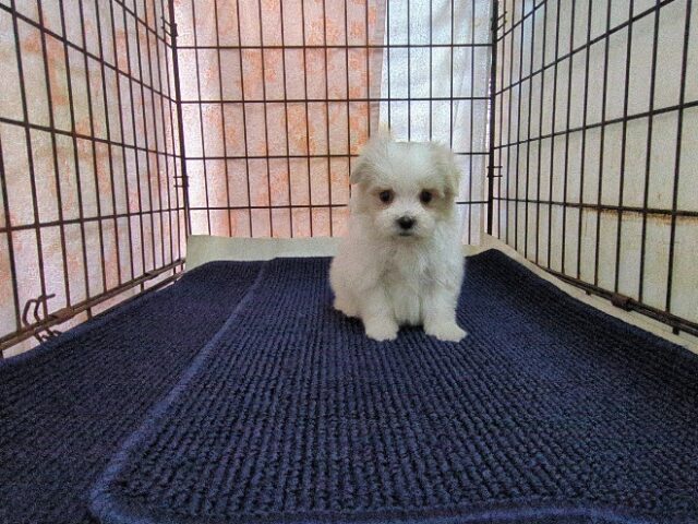 マルチーズ    (オス) №２０　　【早期割引有り】