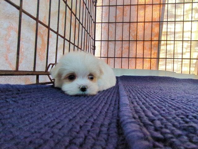 マルチーズ    (メス) №２２　　【早期割引有り】