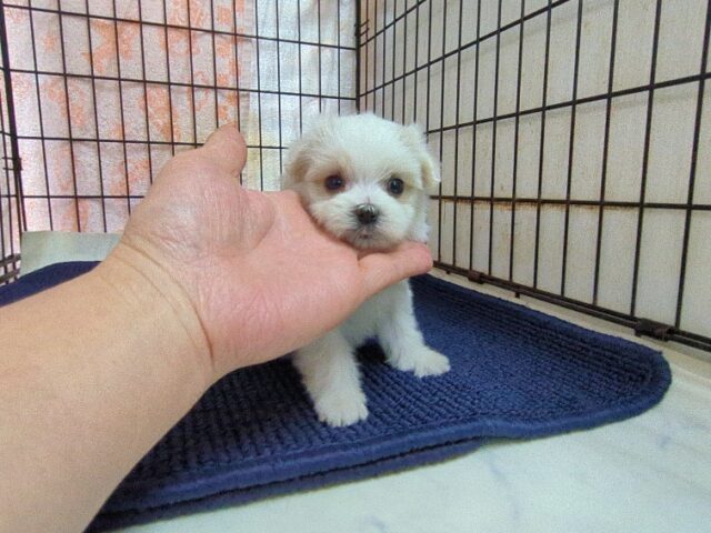 マルチーズ    (メス) №２３　　【早期割引有り】