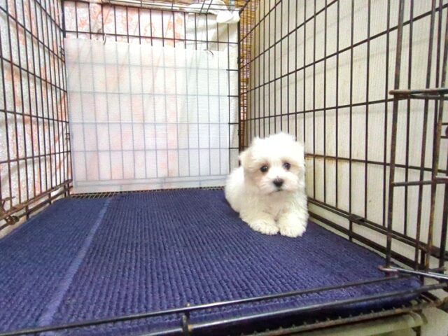 〇　マルチーズ    (オス) №１１