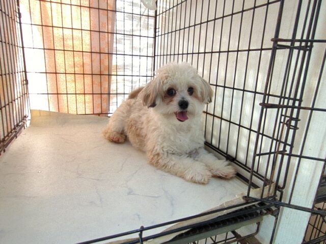 ミックス犬    (チワマル オス) №６９　　　　　　　　　　　【最終特別価格】