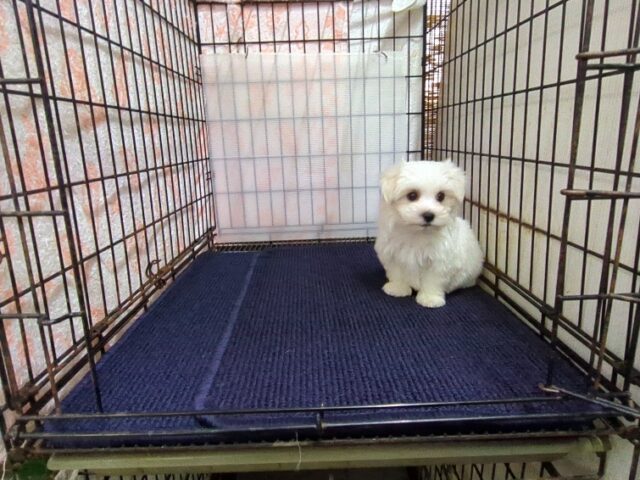 〇マルチーズ    (オス) №１０