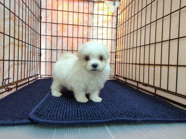 マルチーズ    (オス) №１９　　【早期割引有り】