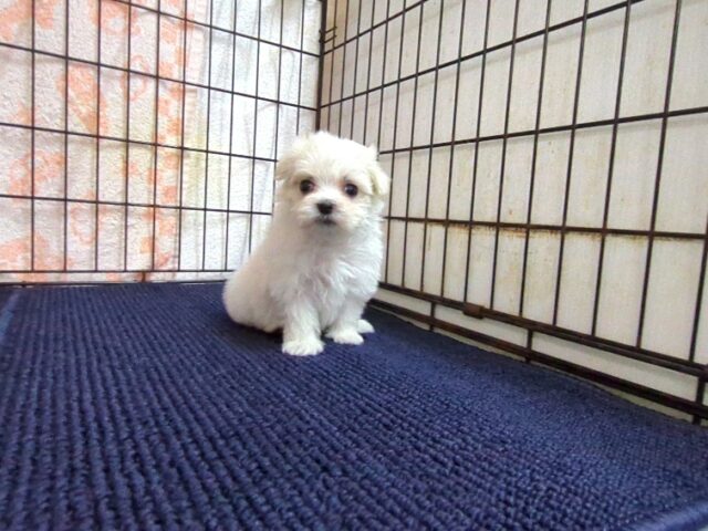 マルチーズ    (メス) №２１　　【早期割引有り】