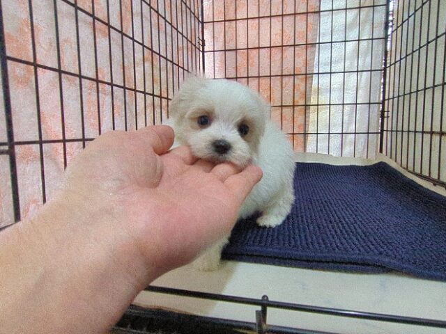 マルチーズ    (オス) №２０　　【早期割引有り】