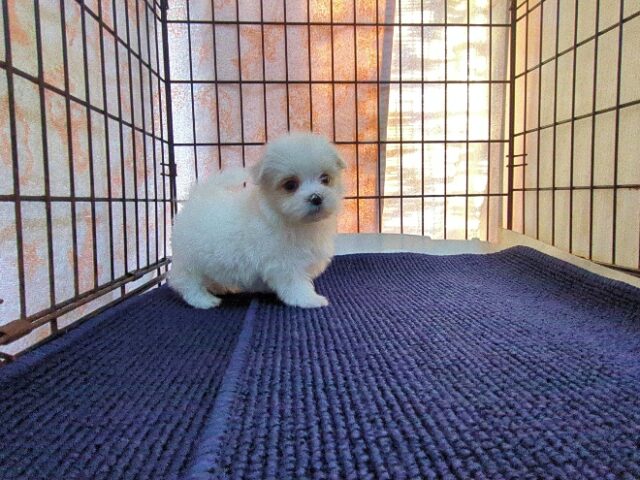 マルチーズ    (メス) №２２　　【早期割引有り】