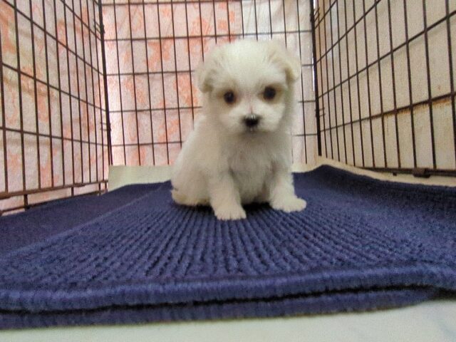 マルチーズ    (メス) №２３　　【早期割引有り】