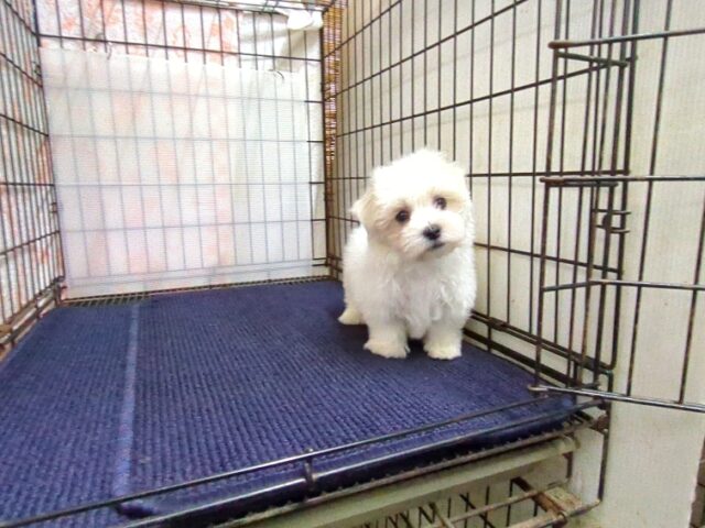 〇　マルチーズ    (オス) №１１