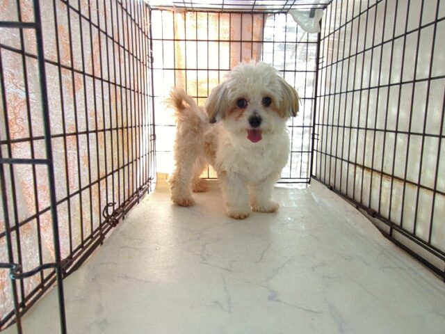 ミックス犬    (チワマル オス) №６９　　　　　　　　　　　【最終特別価格】