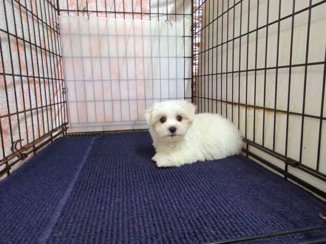 〇マルチーズ    (オス) №１０