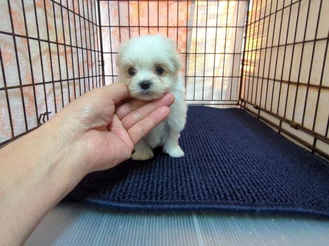 マルチーズ    (オス) №１９　　【早期割引有り】