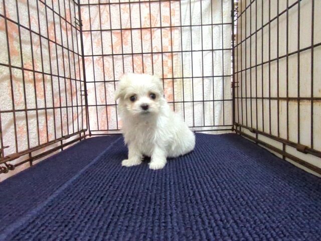 マルチーズ    (メス) №２１　　【早期割引有り】