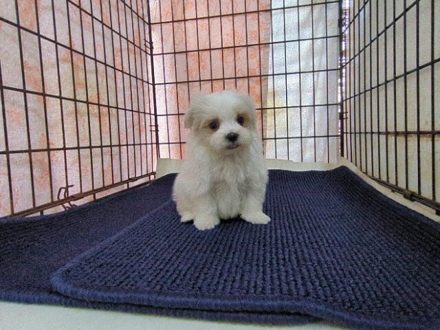 マルチーズ    (オス) №２０　　【早期割引有り】