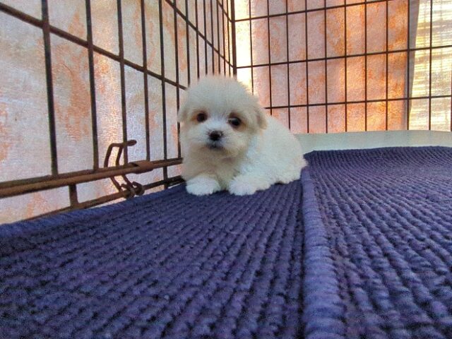 マルチーズ    (メス) №２２　　【早期割引有り】