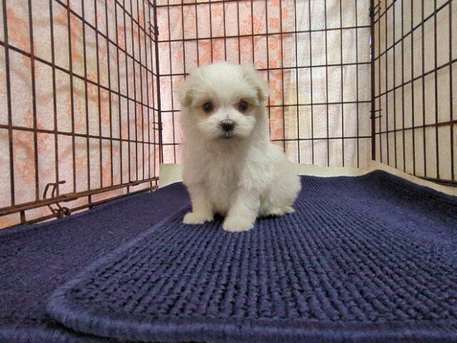 マルチーズ    (メス) №２３　　【早期割引有り】