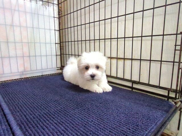 〇　マルチーズ    (オス) №１１