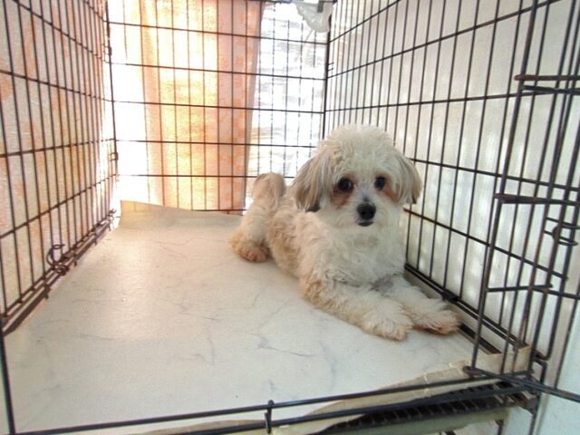 ミックス犬    (チワマル オス) №６９　　　　　　　　　　　【最終特別価格】