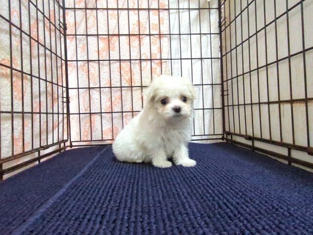 マルチーズ    (メス) №２１　　【早期割引有り】