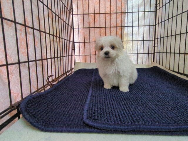 マルチーズ    (オス) №２０　　【早期割引有り】