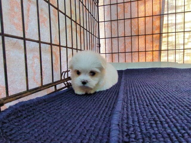 マルチーズ    (メス) №２２　　【早期割引有り】