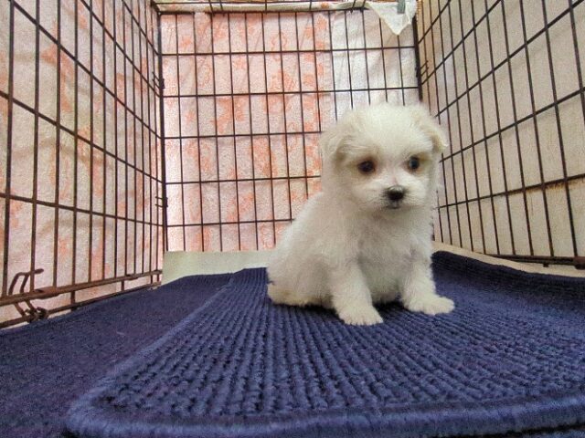 マルチーズ    (メス) №２３　　【早期割引有り】